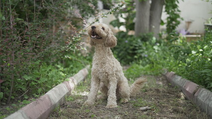 Poodle Having Fun in the Park