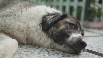 Portrait of a Sleeping Dog in the Park