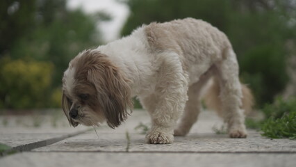 Shih Tzu Dog Enjoying a Quiet Moment in the Park