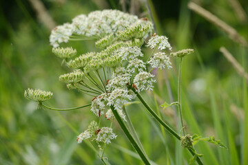 Wiesen-Bärenklau,   Wiesenbärenklau,  Heracleum sphondylium