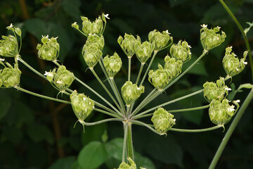 Wiesen-Bärenklau,   Wiesenbärenklau,  Heracleum sphondylium