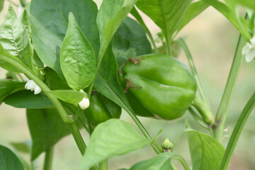 Green Bell peppers or capsicum on plant, bell peppers in the vegetable garden. Closeup of green bell pepper or capsicum growth in field plant agriculture farm. growing bell pepper in a farmer's field