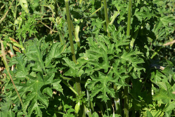 Wiesen-Bärenklau,   Wiesenbärenklau,  Heracleum sphondylium