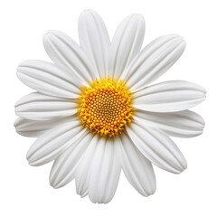 PNG White daisy with yellow center