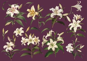 Beautiful hand drawn lilies in different shapes