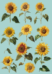 Beautiful hand drawn sunflowers in different shapes