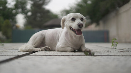 Spitz Dog Relaxing on the Park Ground