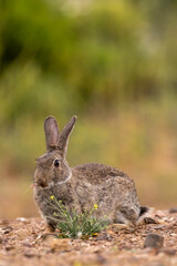 Rabbit eating in the meadow