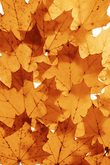 Autumn minimal image with yellow brown maple leaf with natural texture, botanical design background, gradient color pattern. Fall aesthetic photography with macro leaves, seasonal fall foliage