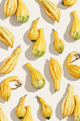 Top view creative pattern with Pumpkins, gourds, squashes of various shapes, sunlight shadow. Autumn flat lay composition with yellow green ornamental pumpkins, minimal photo, autumnal holidays