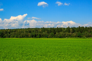 Farmer's crops in a field against the backdrop of a forest and colorful clouds in the sky