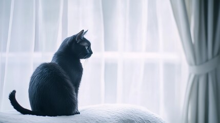 A black cat sitting on a white surface. Suitable for various projects on the living room background.