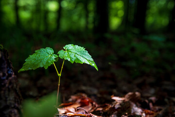green leaves on the forest bottom