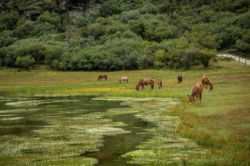 A natural scenic area in Daocheng County, Ganzi Tibetan Autonomous Prefecture, Sichuan Province, China