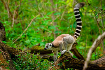 Lemur bereit zum Absprung © Kai
