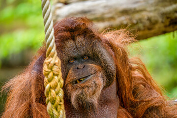 Orang-Utan beim Essen © Kai