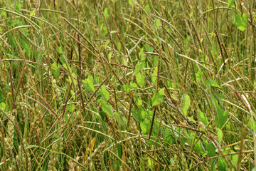 Zaunwinde, Calystegia sepium L. R.Br.
