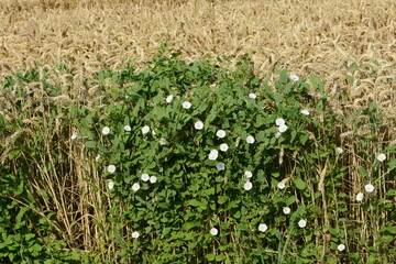 Zaunwinde, Calystegia sepium