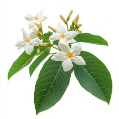 Fototapeta premium Close up of Blooming phumelia or Champa flower with leaves on an isolated white background 