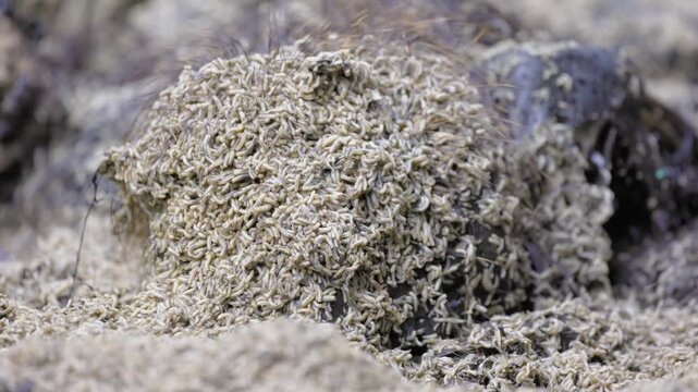 Maggots and worms feed and lay eggs on the carcass of a coypu. The fly larvae eat the rotting corpse, the decomposers.