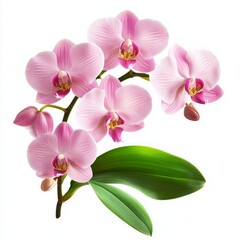 Obraz premium Close up of rosy beautiful orchid with leaves on an isolated white background