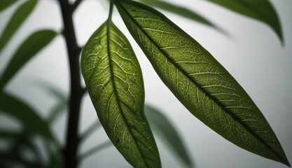 Naklejka premium Close-Up of Vibrant Green Leaves