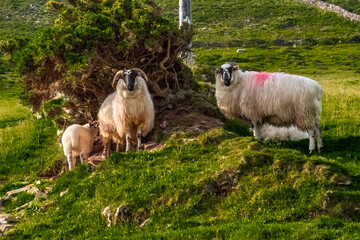 A family of blackface hill-breed sheep on a little mound stand looking at the camera.