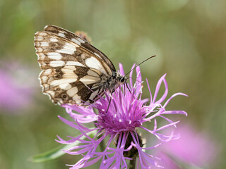 Schachbrettfalter auf  der Wiesenglockenblume
