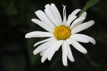 Obraz premium White daisy flower in the garden