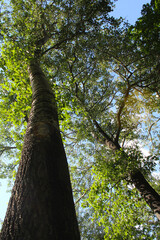 Fototapeta premium poplar trees and the sky, tree branches in the forest