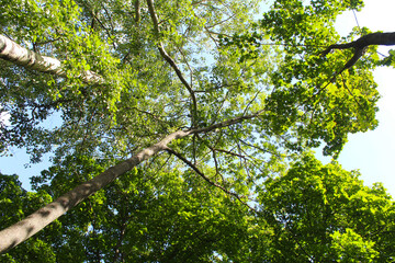 Fototapeta premium poplar trees and the sky, leaves in the forest