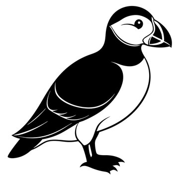 recommend clip art: Atlantic Puffin bird vector artwork