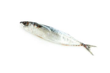 Mackerel fish isolated on white background, Seafood, Saba fish