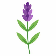  Lavender flower with leaves vector artwork