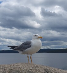 seagull on the beach