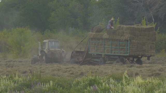 Harvesting hay. Collecting hay bales with a tractor. A man farmer stacks bales of hay in a trailer. Hay baling