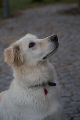Golden Retriever dog watching up waiting, no people