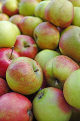 Agriculture, fresh and apple in farm for harvest in outdoor for supply, health and organic in Virginia. Fruit, green and environmental with sustainability, growth and plantation for food production