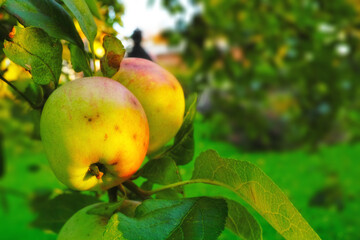 Closeup, apple or fruit in nature on tree for agriculture, growth or production at orchard. Organic leaf, food or plant in summer at farm for healthy diet, nutrition or harvest outdoor in countryside