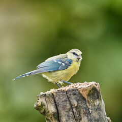 Bird, relax and outdoor food on tree, habitat and nature ecosystem for animal nutrition in jungle. Travel, woods and feeding in forest for wildlife diet, sustainable environment and hungry forage