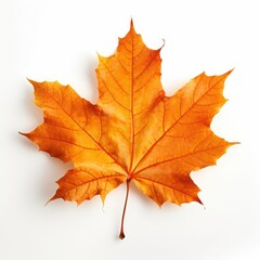 Fototapeta premium Vibrant autumn maple leaf image