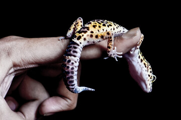 Hands holding a leopard gecko