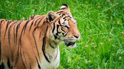 Majestic tiger standing tall, surveying its surroundings with intense focus. The powerful predator is captured in a natural setting, showcasing its strength and grace. Perfect for wildlife and nature-