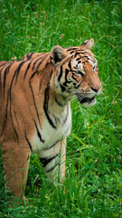 Majestic tiger standing tall, surveying its surroundings with intense focus. The powerful predator is captured in a natural setting, showcasing its strength and grace. Perfect for wildlife and nature-