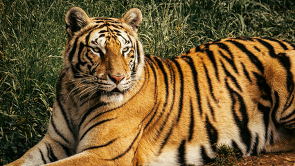 Majestic tiger lying down, attentively observing its surroundings in the wild. The image captures the tiger's powerful gaze and serene posture, showcasing the beauty and strength of this endangered 