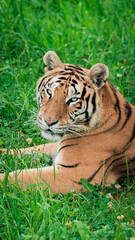 Majestic tiger standing tall, surveying its surroundings with intense focus. The powerful predator is captured in a natural setting, showcasing its strength and grace. Perfect for wildlife and nature-