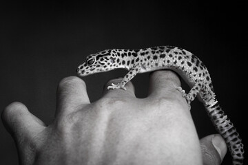 Hands holding a leopard gecko