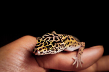 Hands holding a leopard gecko