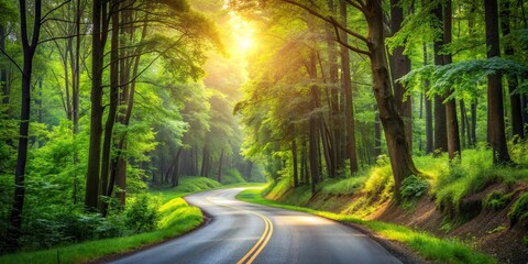 Obraz premium A tranquil road winding through a lush forest scenery