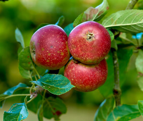 Apples, tree and agriculture in closeup for growth, orchard or outdoor with food production for nutrition. Red fruits, leaves and sustainability farming in countryside, environment or crops in China